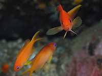 キンギョハナダイ