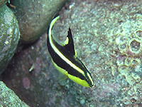 コロダイ(幼魚)
