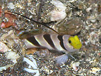 ヒレナガネジリンボウ