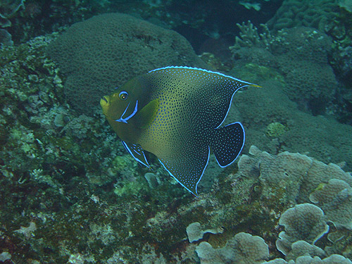 TUi~bR@wFPomacanthus semicirculatus