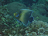 TUi~bR@wFPomacanthus semicirculatus