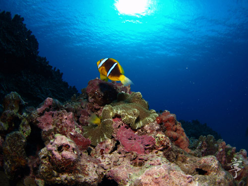 オレンジフィンアネモネフィッシュ 学名 Amphiprion Chrysopterus