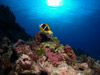 IWtBAlltBbV@w:Amphiprion chrysopterus