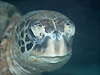 AIE~K@w:Chelonia mydas