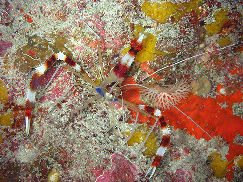 IgqGr wFStenopus hispidus