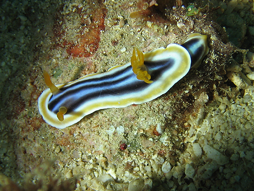 VCgE~EV wFChromodoris magnifica