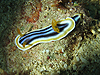 VCgE~EV wFChromodoris magnifica