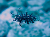 IreXhL@wFNovaculichthys taeniurus