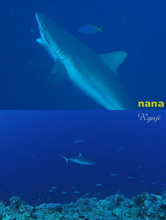 �I�O�����W���U���@�w���FCarcharhinus amblyrhynchos