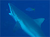 IOWU@wFCarcharhinus amblyrhynchos