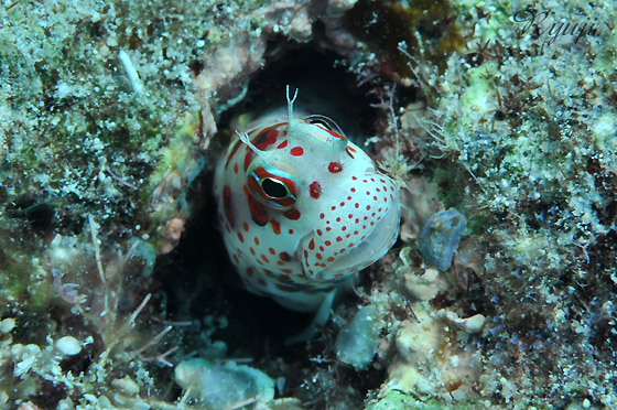 cLJGEI@wFIstiblennius chrysospilos