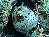 cLJGEI@wFIstiblennius chrysospilos
