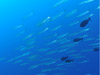 IIJ}X@wFSphyraena forsteri