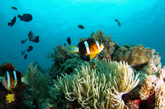 オレンジフィンアネモネフィッシュ 学名 Amphiprion Chrysopterus