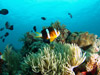 IWtBAlltBbV@w:Amphiprion chrysopterus
