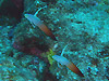 n^^en[ wFNemateleotris magnifica