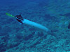 wK wFAulostomus chinensis
