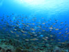 LzVXY_C wFChromis flavomaculata