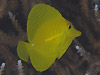 LCnM wFZebrasoma flavescens