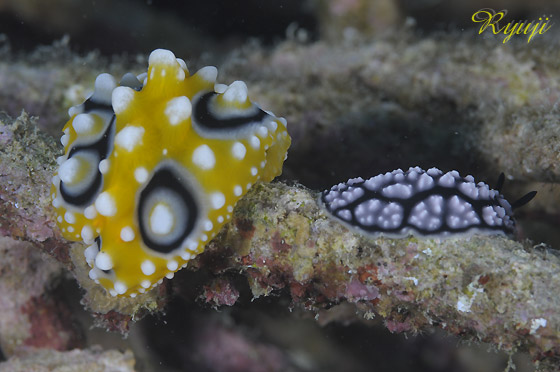 LCC{E~EVƃRC{E~EV wFPhyllidia ocellata@Phyllidiella pustulosa