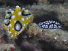 LCC{E~EVƃRC{E~EV wFPhyllidia ocellata@Phyllidiella pustulosa