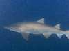 Vj wFEugomphodus taurus
