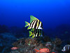 eO_C wFEvistias acutirostris