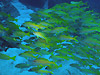 XWtG_C wFLutjanus kasmira