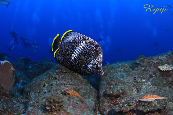 E[ wFChaetodon daedelma