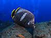E[ wFChaetodon daedelma