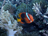 n}N}m~ w:Amphiprion frenatus