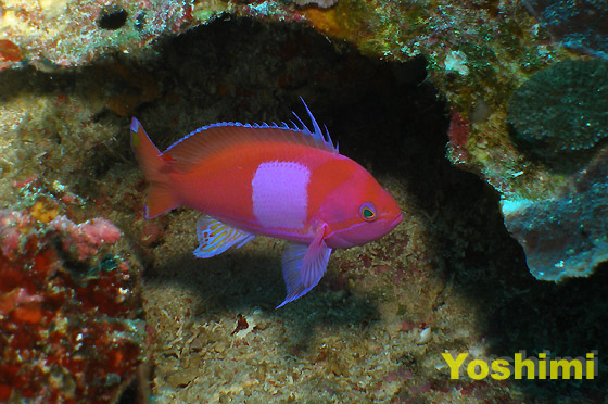 X~iKni_C w:Pseudanthias pleurotaenia