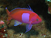 X~iKni_C w:Pseudanthias pleurotaenia