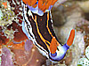 ZgEOEE~EV@w:Nembrotha purpureolineata