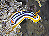 VCgE~EV w:Chromodoris magnifica