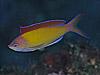 AJlniSC w:Pseudanthias dispar