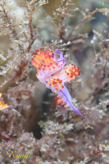 ZXW~mE~EV w:Flabellina rubrolineata