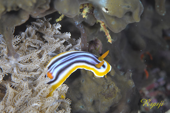 VCgE~EV w:Chromodoris magnifica