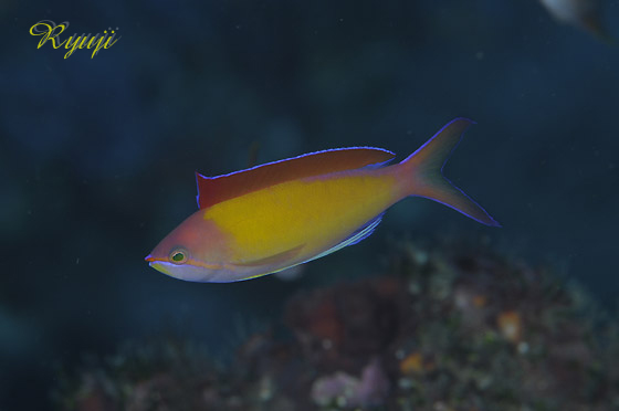 AJlniSC w:Pseudanthias dispar