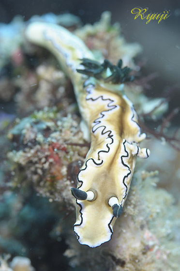 LCE~EV w:Glossodoris atromarginata