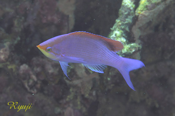 p[vr[eB[iYj w:Pseudanthias tuka