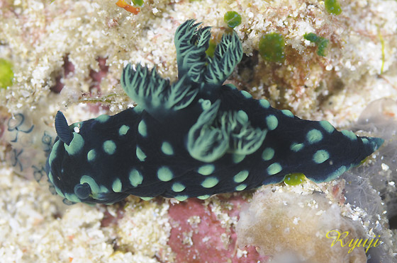 gTJEOEE~EV@w:Nembrotha cristata