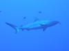 O[[tV[N@w: Carcharhinus amblyrhynchos