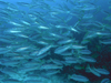 z\tG_C w:Lutjanus biguttatus