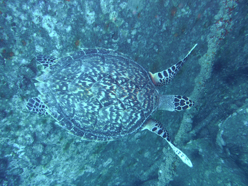 ^C}C w:Eretmochelys imbricata