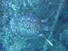 ^C}C w:Eretmochelys imbricata