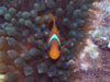 g}gAlltBbV@w:Amphiprion cphippium