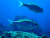 mRM_C@w:Gnathodentex aureolineatus 