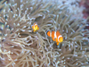 NEAlltBbV@wFAmphiprion-ocellaris