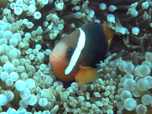 ޽̨ w:Amphiprion chrysopterus